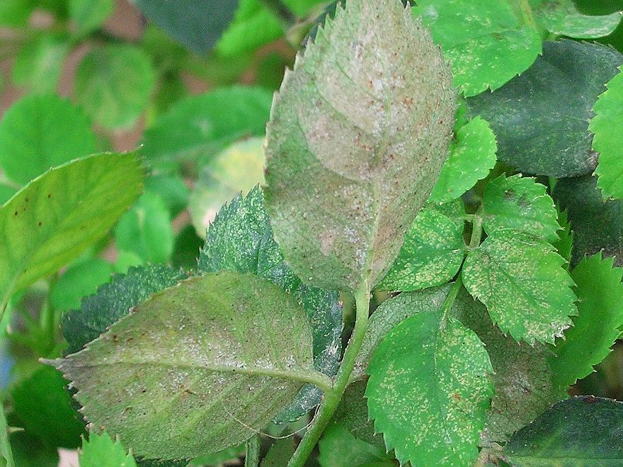 害蟲(chóng)“抗藥”怎么辦？專家開(kāi)出新處方