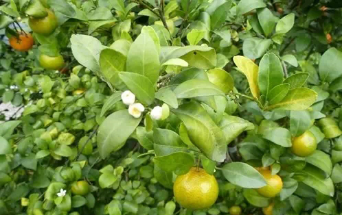 正確認(rèn)識(shí)柑橘黃龍病，以防為主