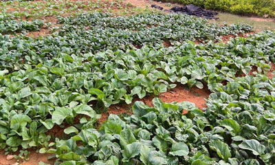 開荒拓地，綠色家園