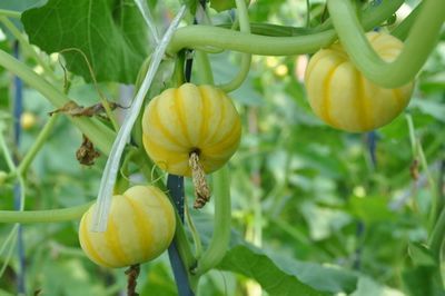 農業(yè)部重申農藥零增長行動：農藥使用率要提高，總量要下降