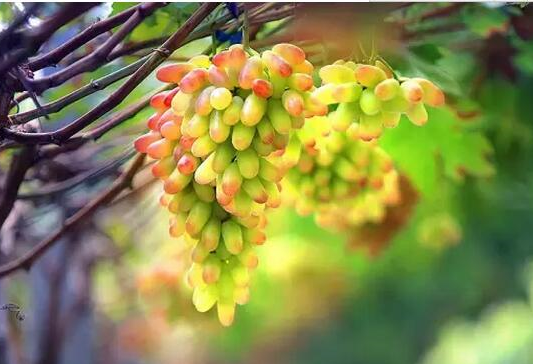 經驗之談：水果種植謀出路的五句金字良言（果農必看）