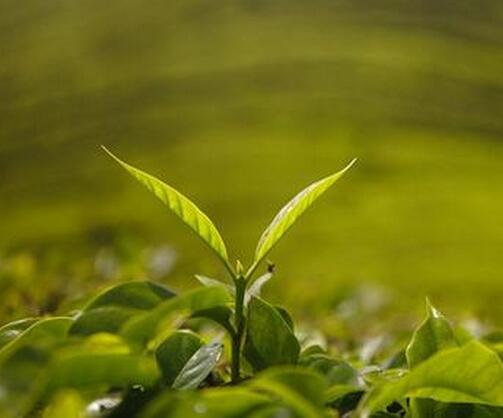 把握機(jī)遇，乘勢(shì)而上，全力推進(jìn)農(nóng)藥產(chǎn)業(yè)健康發(fā)展