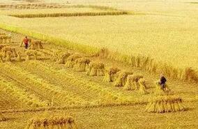 農業(yè)部回應：種植大戶頻頻跑路，背后有隱情